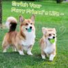 HIPPIH Dog Puzzle Toy 2 Pack, Interactive Dog Toys for Treat Dispensing, Durable Puppy Toys for Teething, Dog Treat Ball for Teeth/Slow Feeder/IQ Training/Playing, Blue-2.75‘’, Green-3.14‘’ - Image 6